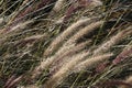 Ornamental Grasses growing at Lake Murray - Pennisetum alopecuriodes