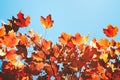 Red and gold maple leaves against a clear blue autumn sky