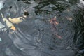 Red gold and white koi fish in a pond Royalty Free Stock Photo