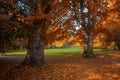 Red and golden autumn colors on the tree foliage in a park, seasonal landscape Royalty Free Stock Photo