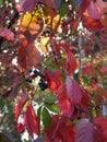 Wild grapes autumn sunset