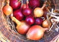 Red and Golden Brown Onions