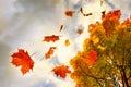 Red and golden colored autumn leaves falling down from a maple tree, sky with clouds and copy space, motion blur Royalty Free Stock Photo