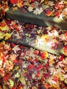 Red and golden maple leaves on stone steps Royalty Free Stock Photo