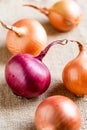 Red and golden onions Royalty Free Stock Photo