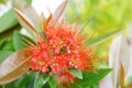 Red Golden Penda flower