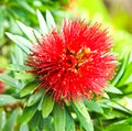 Red Golden Penda flower
