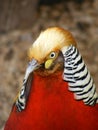 Red Golden Pheasant Royalty Free Stock Photo