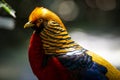 Red Golden Pheasant