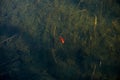 A red goldfish on the water grass