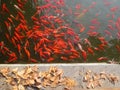 Red goldfishes Royalty Free Stock Photo