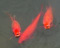 Red goldfishes Royalty Free Stock Photo