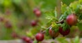 Red Goosberry fruits