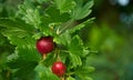 Red gooseberries on a branch with green leaves Royalty Free Stock Photo