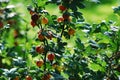 Red gooseberries hanging on a bush Royalty Free Stock Photo