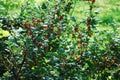 Red gooseberries hanging on a bush Royalty Free Stock Photo