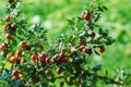 Red gooseberries hanging on a bush Royalty Free Stock Photo