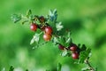 Red gooseberries hanging on a bush Royalty Free Stock Photo