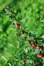 Red gooseberries hanging on a bush Royalty Free Stock Photo