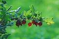 Red gooseberries hanging on a bush Royalty Free Stock Photo