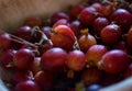 Red gooseberries Royalty Free Stock Photo