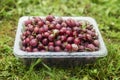 Red gooseberries in a plastic bowl on the grass. Berry season, new harvest. Close-up Royalty Free Stock Photo