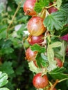 Ripe gooseberry berries on a shrub branch among green foliage. on a sunny summer day in the garden. Royalty Free Stock Photo