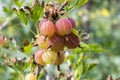 Red gooseberries berries ripening on the shrub, healthy, raw, sour and tasty fruits Royalty Free Stock Photo