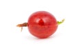 Red gooseberry Royalty Free Stock Photo