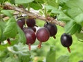 Red gooseberry Royalty Free Stock Photo