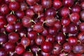 Red gooseberry Royalty Free Stock Photo
