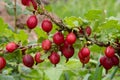 Red gooseberry in the summer garden Royalty Free Stock Photo