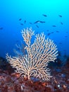 Red Gorgonian