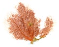 Red Gorgonian or red sea fan coral isolated on white background