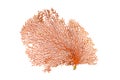 Red Gorgonian or red sea fan coral isolated on white background Royalty Free Stock Photo