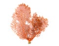 Red Gorgonian or red sea fan coral isolated on white background Royalty Free Stock Photo