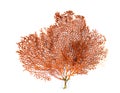 Red Gorgonian or red sea fan coral isolated on white background Royalty Free Stock Photo