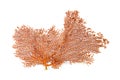 Red Gorgonian or red sea fan coral isolated on white background