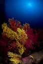Red gorgonian in Mediterranean sea Royalty Free Stock Photo