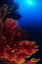 Red gorgonian in Mediterranean sea Royalty Free Stock Photo