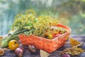 Fresh harvest of red and yellow tomatoes in a wicker basket on an old wooden table Royalty Free Stock Photo