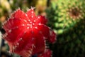 Red graft cactus with very sharp spines