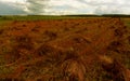 Red grain of Podlasie.