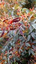 Red gram pigeon pea plant