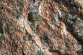 Red granite stone texture Royalty Free Stock Photo