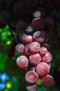 Red grape