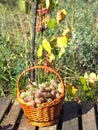 Red grape in brown wicker basket on wooden table closeup