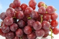 Red grape bunch closeup in sky background Royalty Free Stock Photo