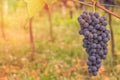 Red grape close up in a vineyard during autumn Royalty Free Stock Photo