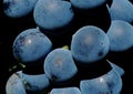 Red grape closeup. large deep purple round juicy berries